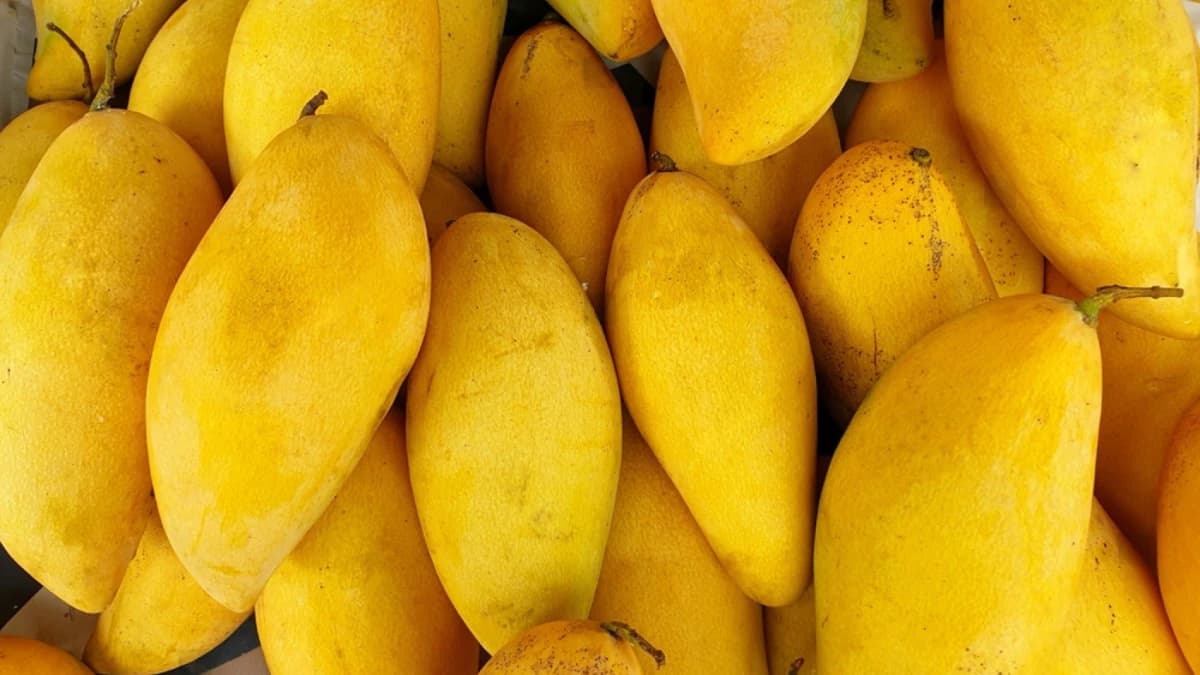 Assortment of Pakistani mango varieties including Anwar Ratol, Sindhri, Chaunsa and Langra
