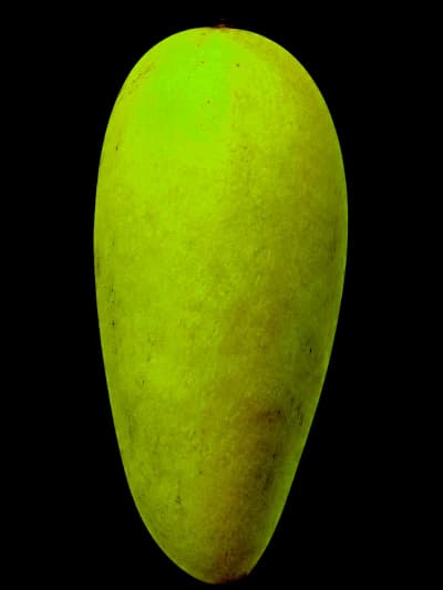 Green-skinned Langra mangoes with sweet tangy flavour