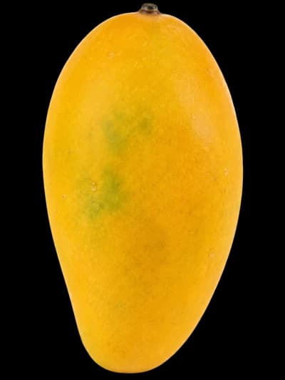 Large golden Sindhri mangoes from Mirpurkhas, Pakistan